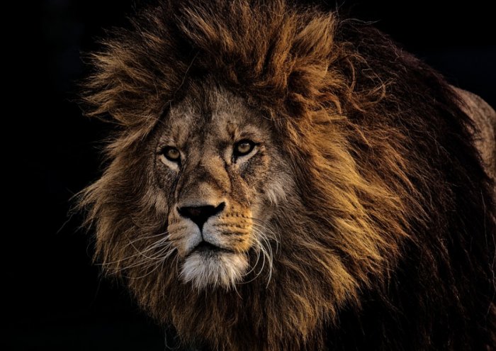 Lion Predator Dangerous Mane Big Cat Male Zoo